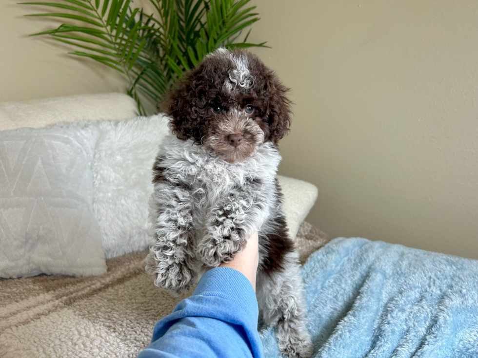 Cute Poodle Baby