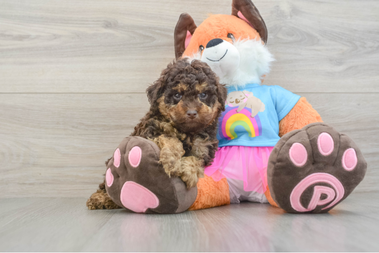Little Poodle Baby