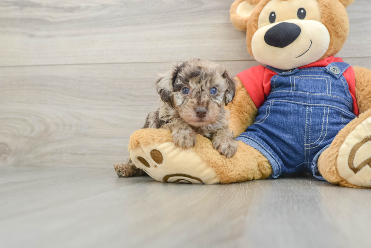 Poodle Pup Being Cute