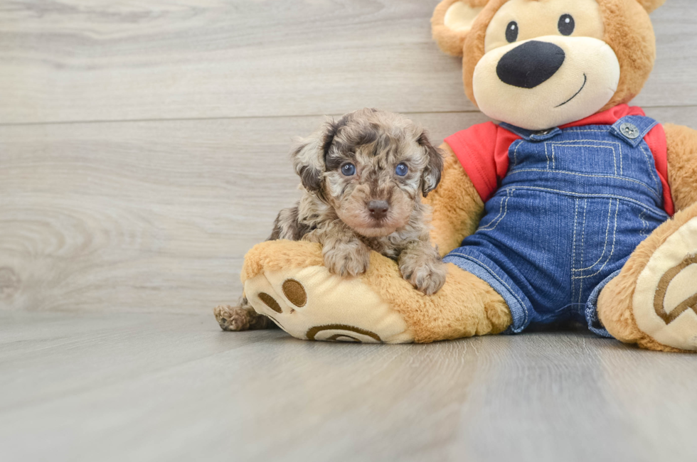 6 week old Poodle Puppy For Sale - Lone Star Pups
