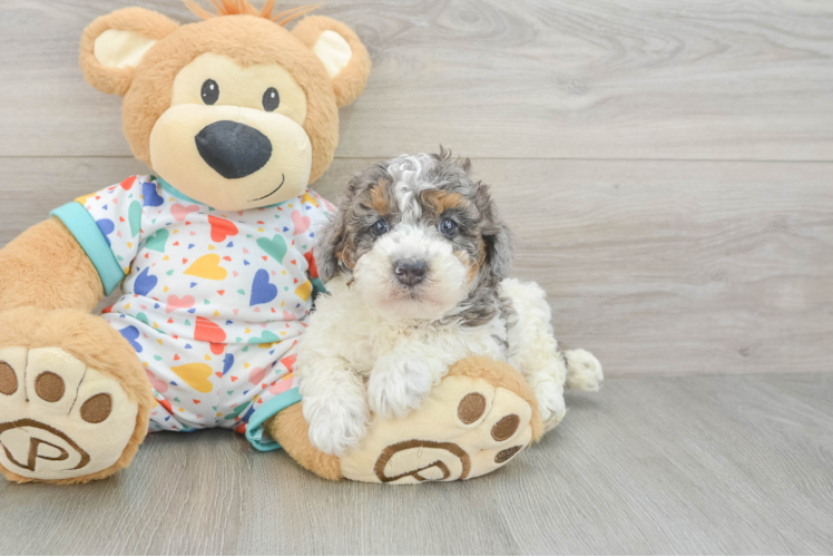 Popular Poodle Baby