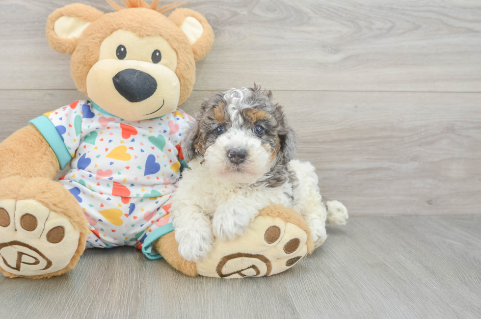 6 week old Poodle Puppy For Sale - Lone Star Pups