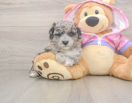 8 week old Poodle Puppy For Sale - Lone Star Pups