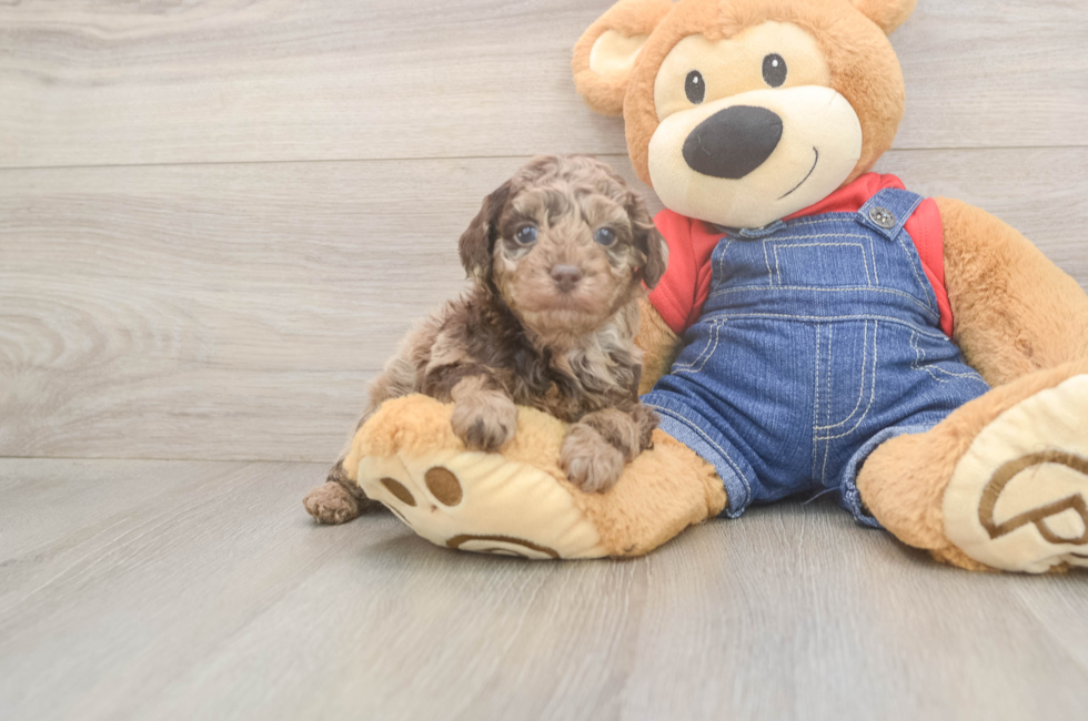 5 week old Poodle Puppy For Sale - Lone Star Pups