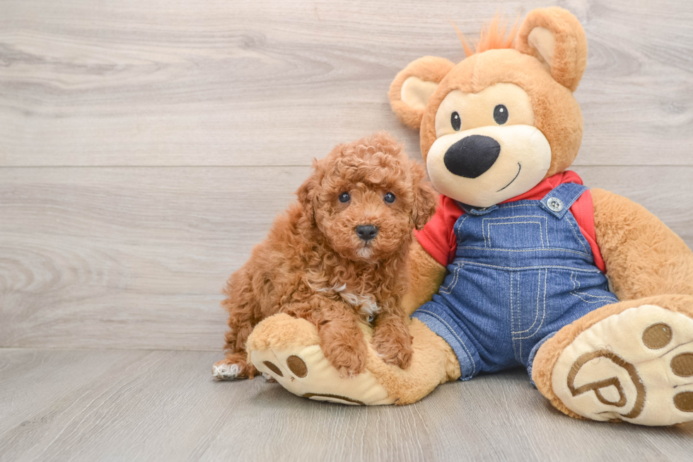 Adorable Pudel Purebred Puppy