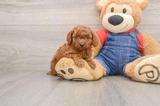 Adorable Toy Poodle Purebred Puppy