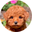 Poodle Puppy For Sale - Lone Star Pups