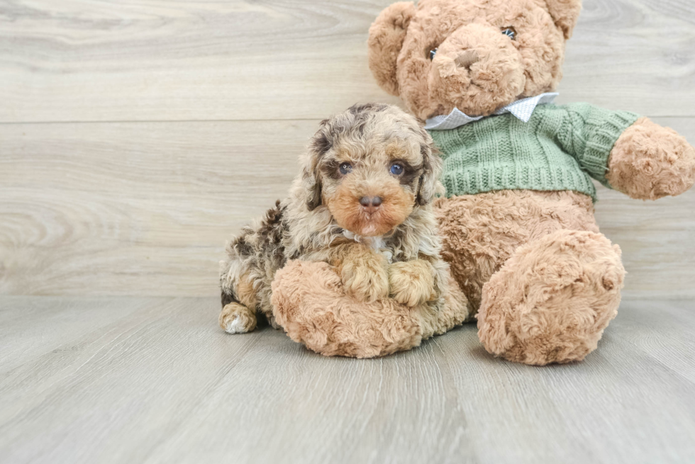 Little Poodle Purebred Pup