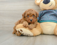 5 week old Poodle Puppy For Sale - Lone Star Pups