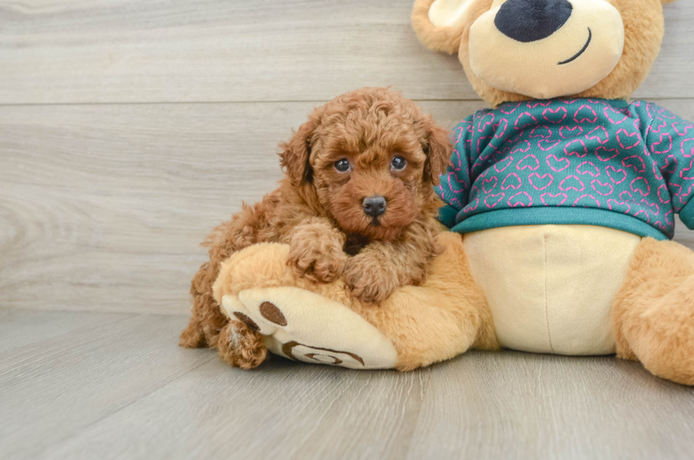 6 week old Poodle Puppy For Sale - Lone Star Pups
