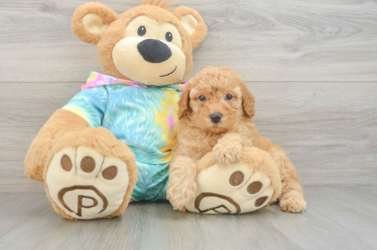 Energetic Pudle Purebred Puppy