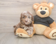 8 week old Poodle Puppy For Sale - Lone Star Pups