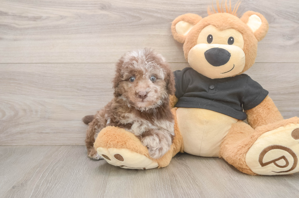 6 week old Poodle Puppy For Sale - Lone Star Pups