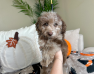10 week old Poodle Puppy For Sale - Lone Star Pups