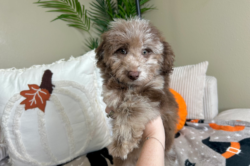 10 week old Poodle Puppy For Sale - Lone Star Pups