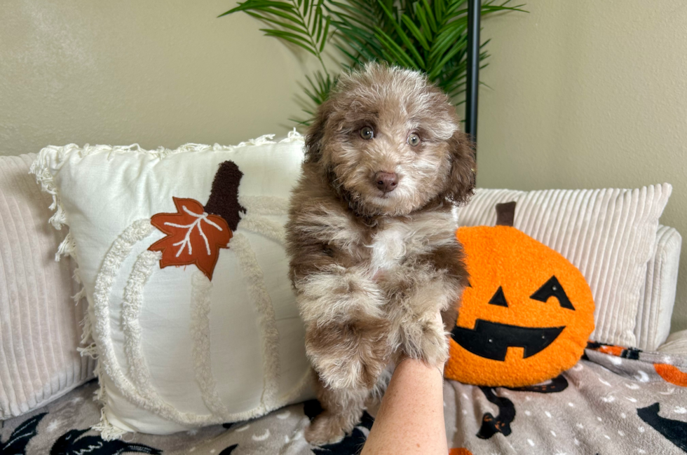 10 week old Poodle Puppy For Sale - Lone Star Pups