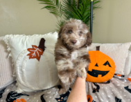 10 week old Poodle Puppy For Sale - Lone Star Pups 10 week old Poodle Puppy For Sale - Lone Star Pups