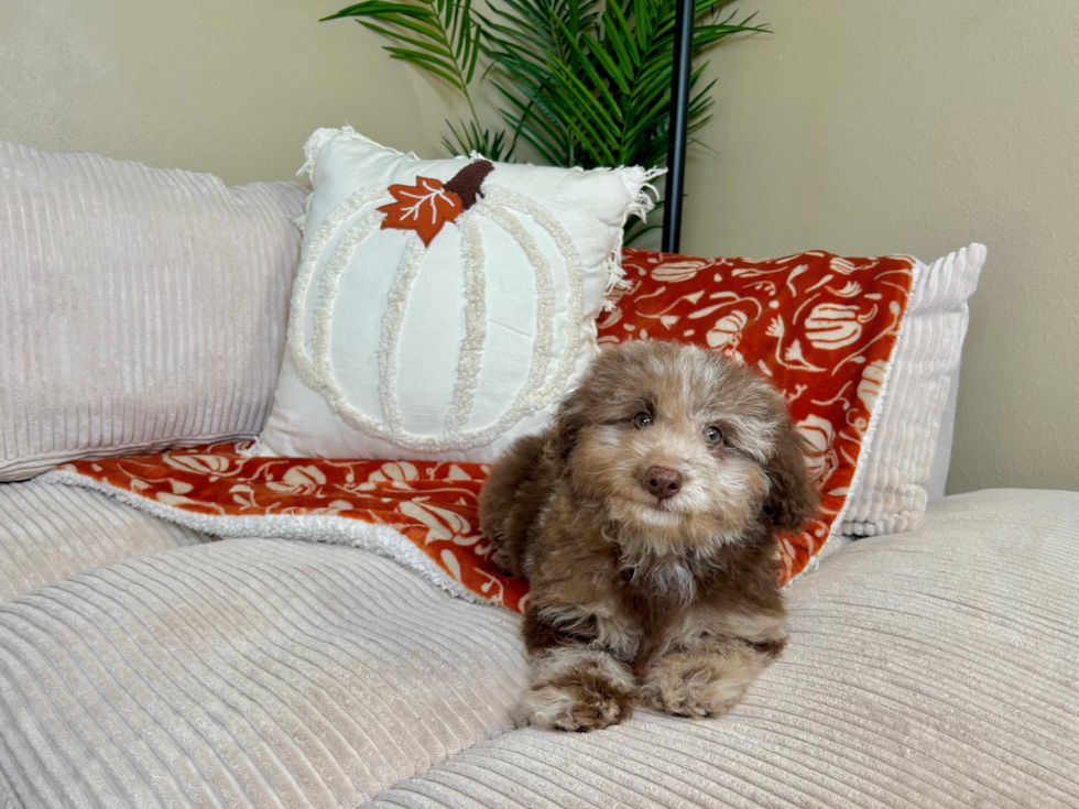 Poodle Pup Being Cute