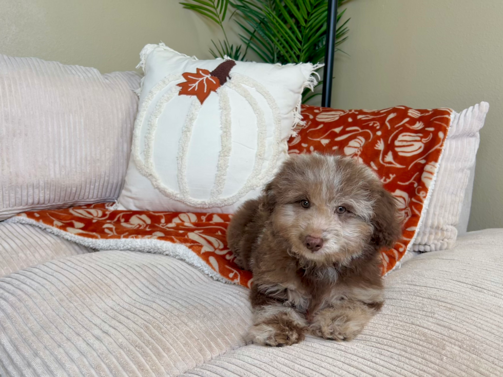 Poodle Puppy for Adoption