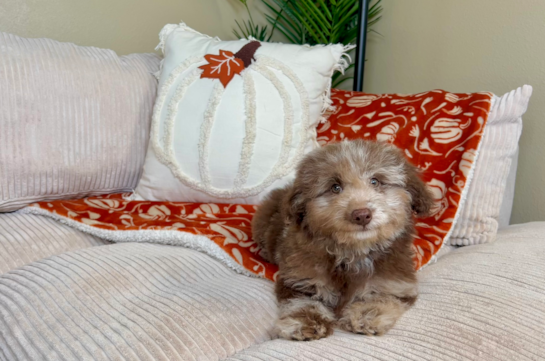 11 week old Poodle Puppy For Sale - Lone Star Pups Cute Poodle Baby