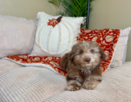 11 week old Poodle Puppy For Sale - Lone Star Pups 11 week old Poodle Puppy For Sale - Lone Star Pups