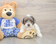 8 week old Poodle Puppy For Sale - Lone Star Pups