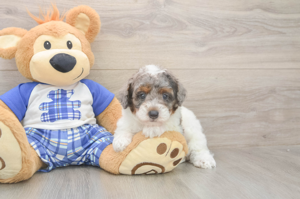 5 week old Poodle Puppy For Sale - Lone Star Pups