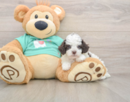 6 week old Poodle Puppy For Sale - Lone Star Pups