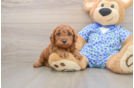 Poodle Pup Being Cute