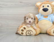 8 week old Poodle Puppy For Sale - Lone Star Pups