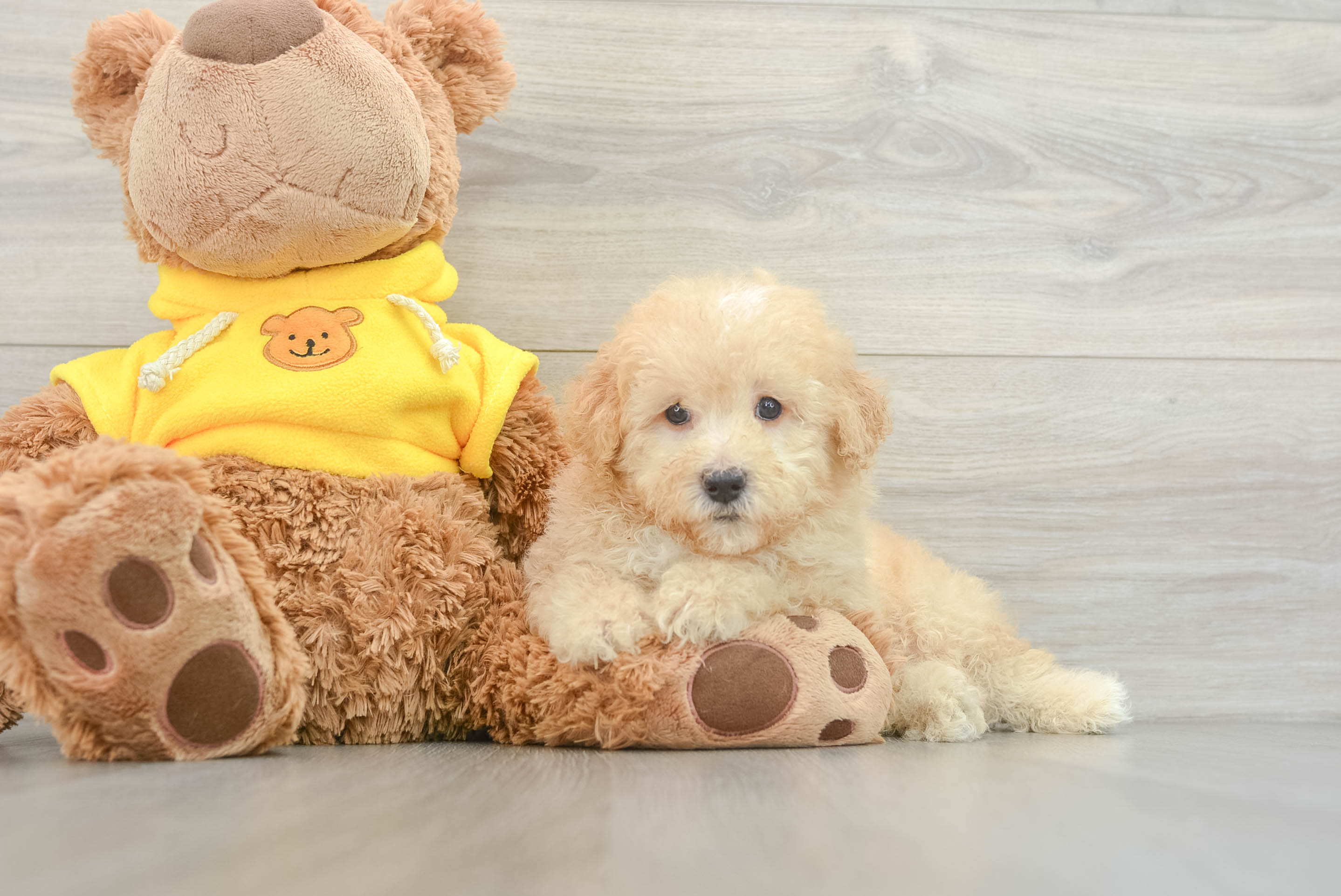 Poodle Pup Being Cute