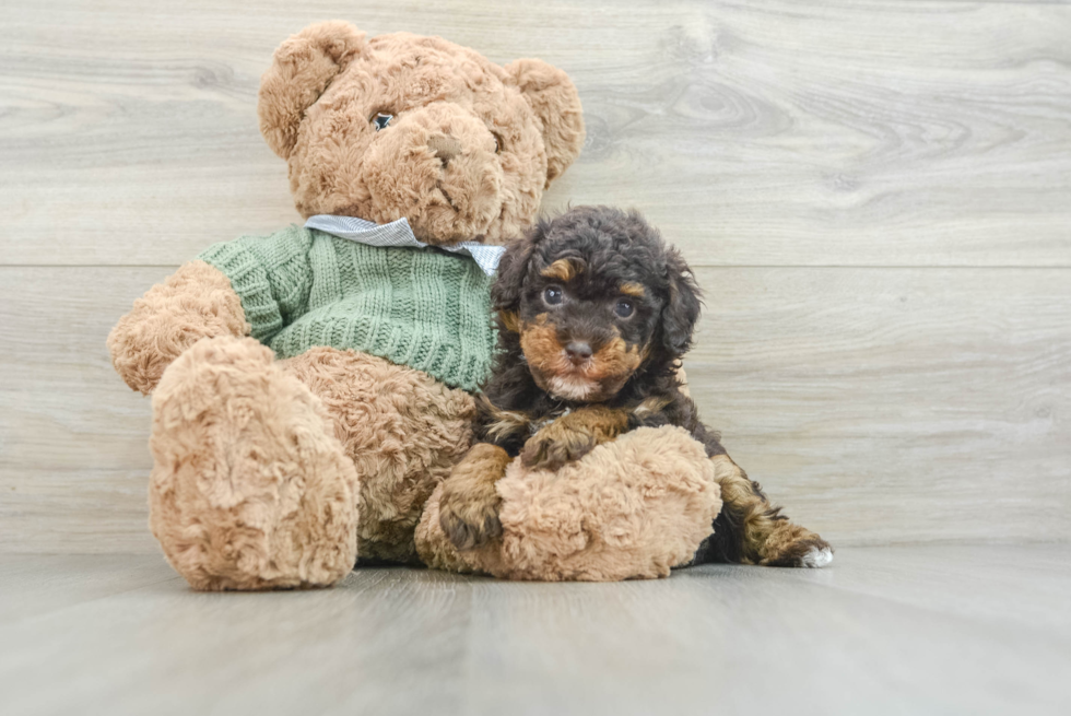 Poodle Puppy for Adoption