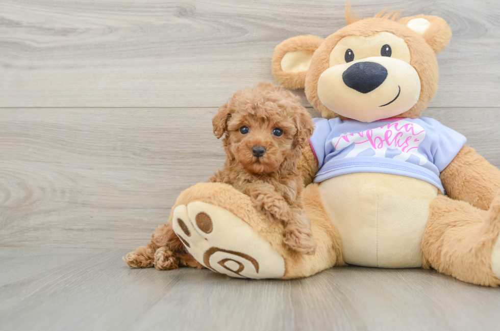 7 week old Poodle Puppy For Sale - Lone Star Pups