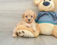 6 week old Poodle Puppy For Sale - Lone Star Pups