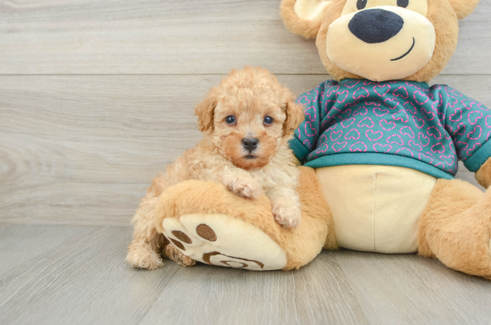 6 week old Poodle Puppy For Sale - Lone Star Pups