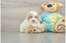 Akc Registered Poodle Purebred Pup