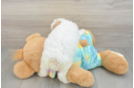 Poodle Puppy for Adoption