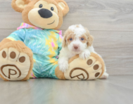 7 week old Poodle Puppy For Sale - Lone Star Pups
