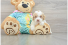 Best Poodle Baby