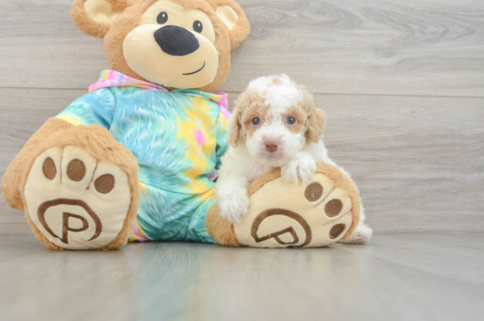 Best Poodle Baby