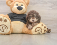 7 week old Poodle Puppy For Sale - Lone Star Pups