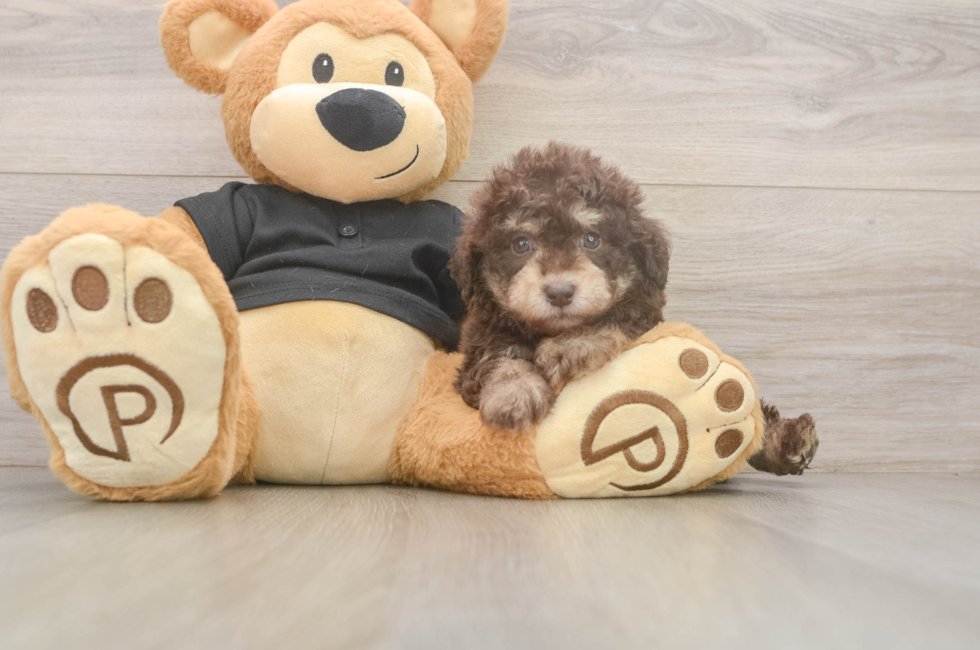 6 week old Poodle Puppy For Sale - Lone Star Pups