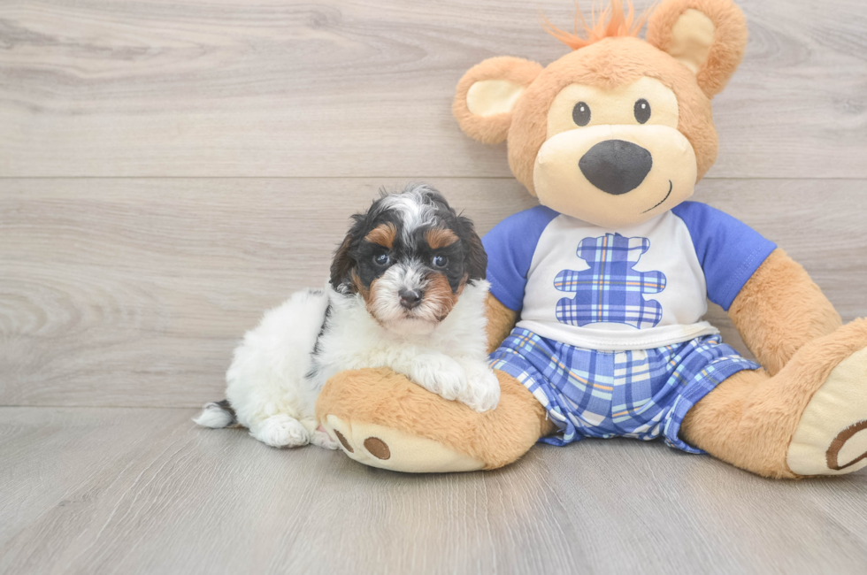 5 week old Poodle Puppy For Sale - Lone Star Pups