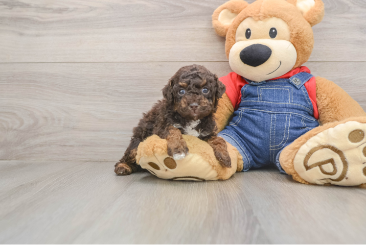 Friendly Poodle Purebred Pup