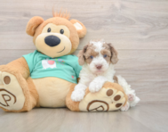 6 week old Poodle Puppy For Sale - Lone Star Pups