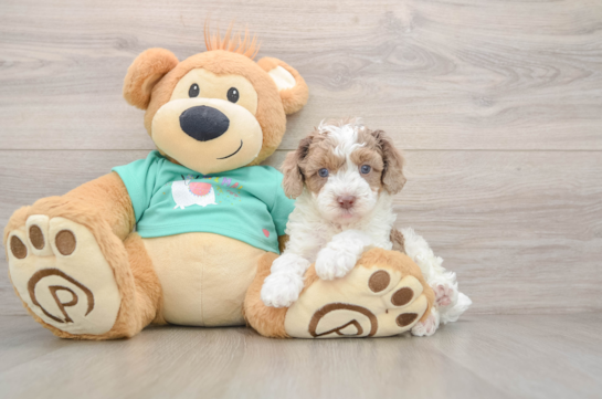 Akc Registered Poodle Baby