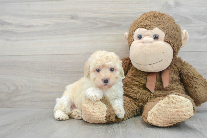 Meet Etsy - our Poodle Puppy Photo 1/3 - Lone Star Pups