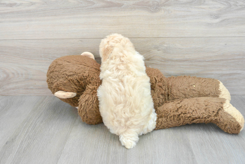 Meet Etsy - our Poodle Puppy Photo 2/3 - Lone Star Pups