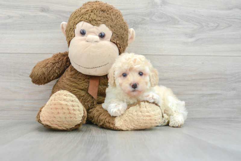 Meet Etsy - our Poodle Puppy Photo 3/3 - Lone Star Pups