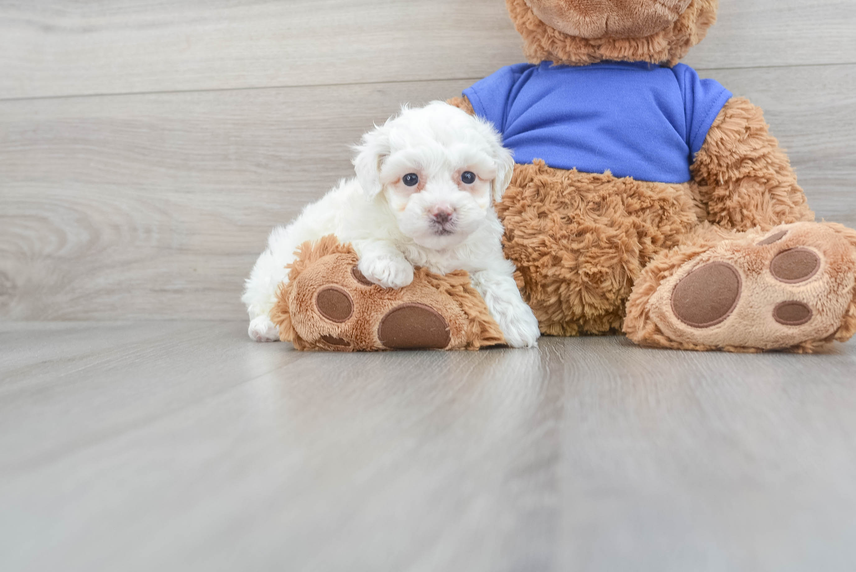 Best Poodle Baby